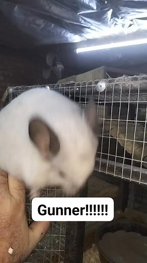 2.2K views · 107 reactions | Chinchillamagic on Reels | Facebook