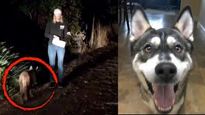 Wild Cats, Foxes and Other Cases of Mistaken Animal Identity