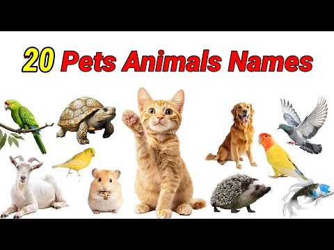 20 Pet Animals for Kids 🐶🐱 | Learn Animal Names with Sounds & Pictures