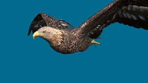 Eagle - Download Free 3D model by kenchoo