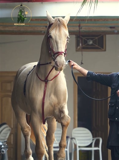 Exploring the Unique Beauty of Spanish Horses
