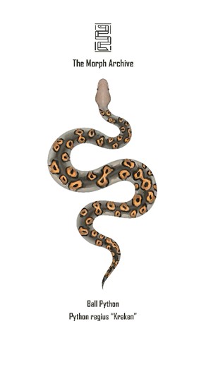 Illustration of the Kraken Ball Python by The Morph Archive / Mingo Art