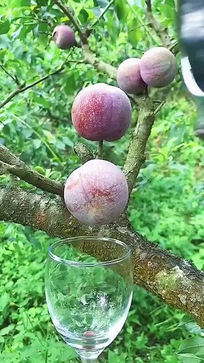 Relaxing ASMR with Fruits: Satisfying Sounds