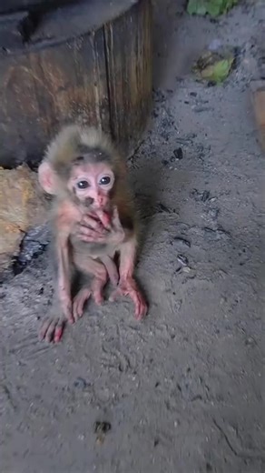 Gosh ! Poor Monkey BB Drag Pipe Hide from Dad Till He Lost His Way Back Home