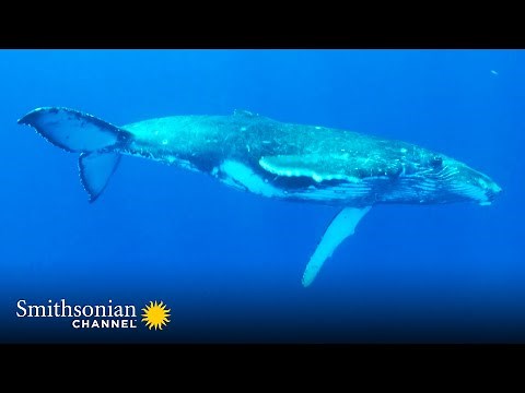 Male Humpback Whales Perform This Mysterious Song on Loop 🐋 Great Blue Wild | Smithsonian Channel