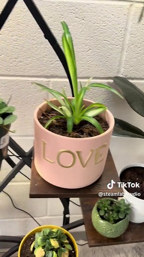 Exploring Science in the Jungle: Learning Through Plants