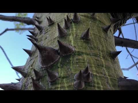 WHITE FLOSS SILK TREE