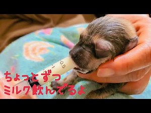未熟児の赤ちゃん犬、ミルクを飲む時、口をパクパクするようになりました🐶🍼😊(哺乳6日目)