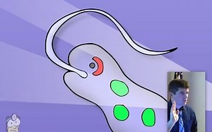 TIM ROOT——Comparative Eye Anatomy (ophthalmology)