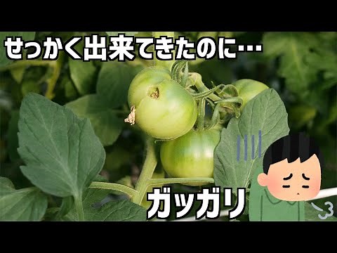 Tomato fruits with holes and cracks. Causes and countermeasures for defective fruits that tend to...