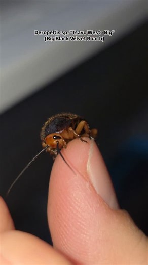 1.1K views · 39 reactions | This little Deropeltis nymph is quite literally biting the hand that feeds it, but I don't mind.  This genus, commonly referred to as "Velvet Roaches" are adorable, and some like D.paulinoi are hobby classics that have been in culture for decades. #Deropeltis #BlackVelvetRoach #cockroach #entomology #insects | Invertebrate Dude | Facebook