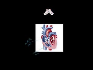 Le système circulatoire et le cœur