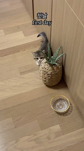 #cat