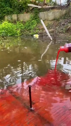 fishcampvietnam on Instagram: "🔥 Want to attract fish like a magnet? Introducing Red 40 Fishing Liquid – Super Sensitive Carp Bait! 🎣🐟 This high-potency formula is a game-changer for catching carp, bass, catfish, cod, and more! 💧🐠 ✅ Ultra-sensitive scent formula ✅ Works in all water conditions ✅ Proven to increase bite rates fast 🎯 Whether you're casting in lakes or rivers, this bait delivers powerful results. 🚨 Don't go fishing without it – CLICK LINK IN BIO to grab yours now! #BaitLikeA