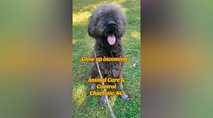 Great Dane and poodle have puppies, what happens next breaks hearts