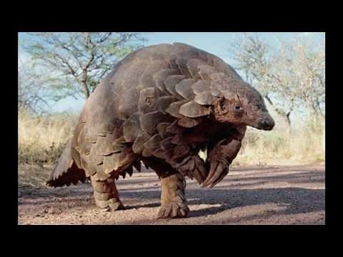 Interesting Facts about Pangolin