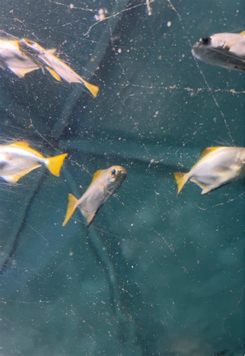 Marina Smith (@marinasmith__)’s videos with Espiritual - Jully Mach