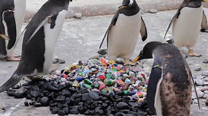 Pebble and the Penguin 🐧 Penguins at Edinburgh Zoo have been given pebbles painted by children being supported by the Edinburgh Children’s Hospital Charity The penguins are incredibly popular with children at the hospital, who regularly watch them on the webcams. They will now be able to keep up with all the breeding activity at Penguins Rock and watch the penguins pick up their painted pebbles as they use them to build their nests 🥰 | Edinburgh Evening News