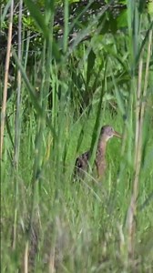 King Rail at Parker River — Little Big Year Bird! 🎉