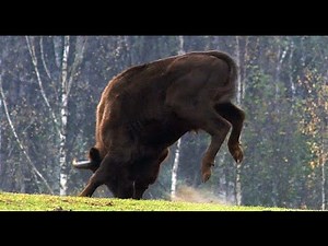 Танцующий зубр - Dancing bison | Film Studio Aves