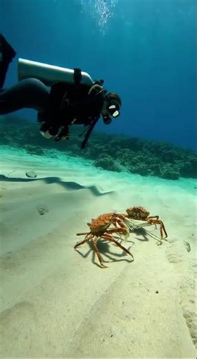 Ocean Ballet: Playful Dance of Sea Creatures #ocean #underwater #sea #beach #travel