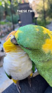 Baby and Puffman are best friend cuddle buddies. 💚 #VCStrong #FlockPower . . . #caique #caiqueparrot #caiquesofinstagram #amazonparrot #amazonparrotsofinstagram #parrots #myparrot #parrotsofinstagram #pets #forthebirds #bff #bestfriends #foryou #instagram #foryourpage #cutereels #cute #trendingreels #animals #pets | Parrot Playhouse