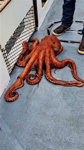 MONSTER from the Deep: GIANT Octopus on Deck! 🐙 | Real-Life Kraken Encounter