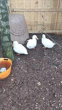 Pekin Ducks-Most Popular Duck Breed In The World