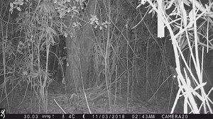 Mountain Lions Aboard Camp Pendleton A mountain lion moves past its deer kill in the Santa Margarita floodplain aboard Camp Pendleton. Mountain lions have large territories and primarily eat deer. Based on previous information from mountain lions collared on base, there may be as many as five lions hunting deer on Camp Pendleton at any given time. The presence of mountain lions is a positive indicator for a healthy habitat. (Video by Camp Pendleton's Environmental Security Department, Resource M