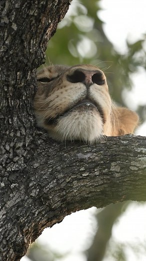 Singita on Instagram: "More than a feeling. Africa dreaming. #OurSingita"