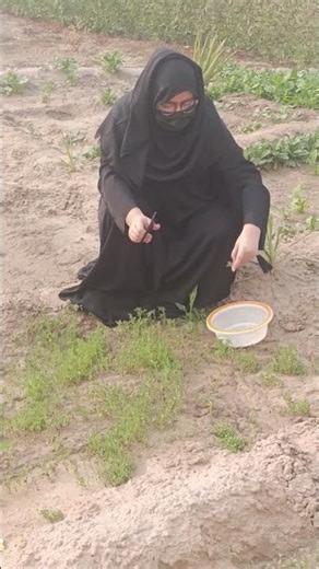 Methi Ready to Harvest 🌿 | Fastest Methi Growth | Maryam Bilal Gardening