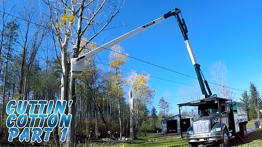 Bucket Truck Tree Cutting Massive Dead Trees Part 1