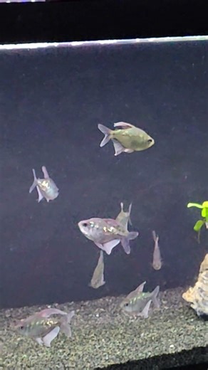 My "tank boss" Diamond Tetra