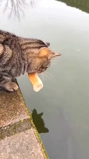 Smart Cat Catches Fish with Clever Bread Trick