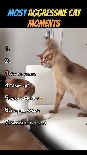 Most Aggressive Cat Moments!! (the last one shows why you should not get a cat😭)