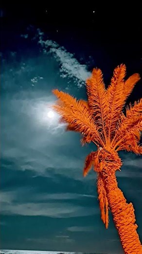 #اذكار_الصباح #المصحف #اكسبلور #foryou #my