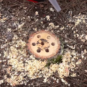 1.7M views · 1.2K reactions | The easy way to remove a tree stump | Creative Bee | Facebook