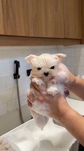 1.8M views · 23K reactions | Revealing the The Better Pets shampoo we use to keep KITT smelling fresh with a long-lasting floral scent!  | JC Dog Republic | Facebook