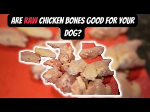 Are Raw Chicken Bones Good for your Puppies?