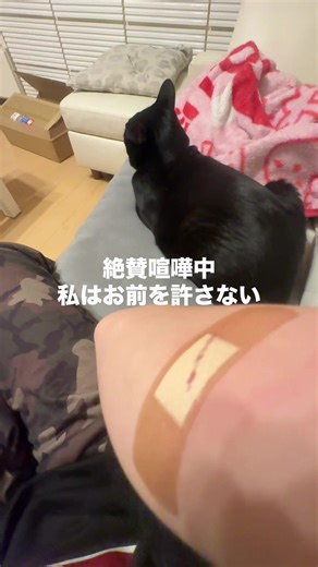 黒豆の性格と見た目の対比