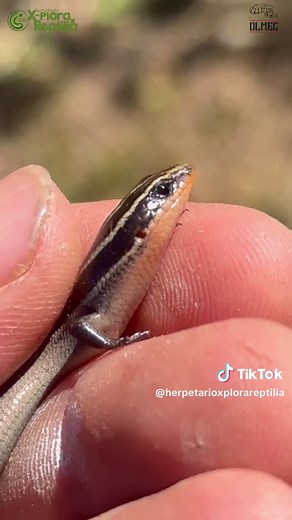 Lincer (Plestiodon lynxe) #lizardsoftiktok #xplorareptilia #lagartijas #mexico🇲🇽