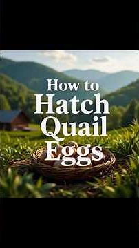 How to Hatch Quail Eggs-Jumbo Wild Coturnix Quail Incubation and Brooding