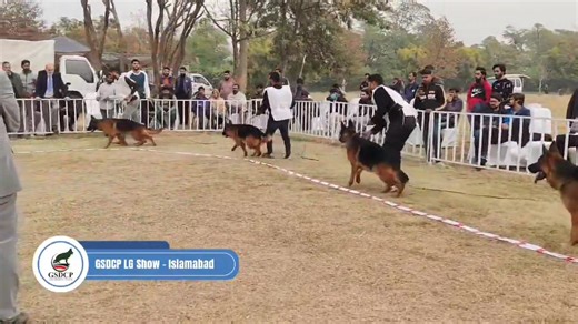 Adult Males at the GSDCP LG Show - Islamabad German Shepherd Dog Show | GSDCP - German Shepherd Dog Club Pakistan