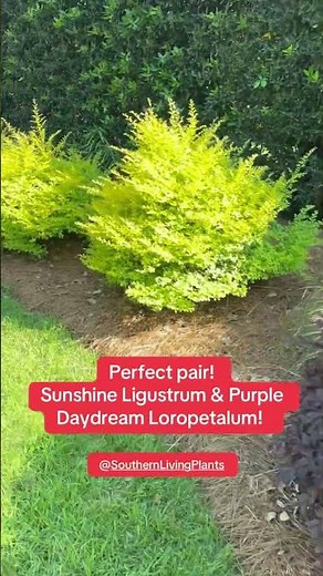 Perfection! Sunshine Ligustrum & Daydream Loropetalum! ‪@SouthernLivingPlants‬