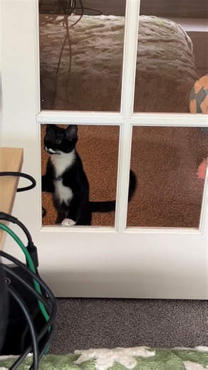 Chickadee has decided she needs to start climbing the doors to get into the office….#petsoftiktok #funnycat #crazycat #cutekitten