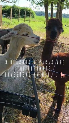 3 Reasons You NEED Alpacas on Your Farm! 🦙