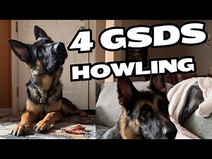 4 German Shepherds Howling