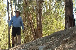 3.4K views · 37 reactions | Wonga Wetlands isn't just a sanctuary for wildlife, but also visitors who are growing in numbers as COVID continues to push people outdoors. | 7NEWS Border | Facebook