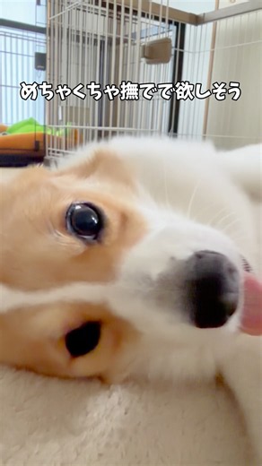 Coco's adorable moments💕#corgi #corgi #dog #multiplecorgis #lifeisbetterwithadog