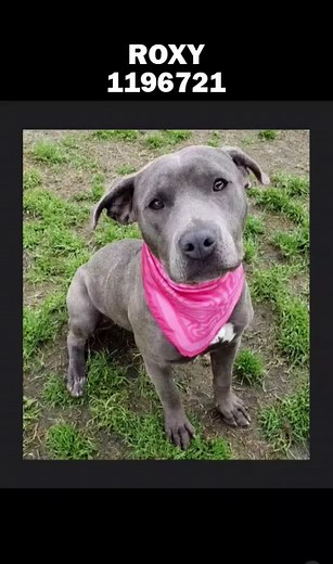 ROXY (1196721) From Woofers In Need - "Do you know Roxy? We call this girl Roxy, Roxy, Roxy! Roxy is the sweetest girl ever and she needs out of the shelter ASAP! She's caught the doggie cold (URI) and although it is treatable, there's just not enough space in the sick kennel area. I asked for a little more time to get her seen on here hoping someone would want to adopt, foster, or rescue a super sweet girl. Roxy had siblings that already got adopted and now it's her turn. She's a 7 month old sp